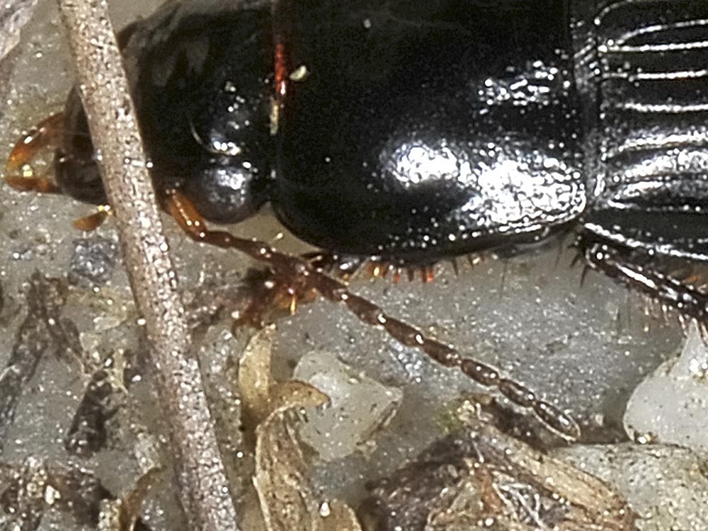 Amara?  No, Harpalus cfr. anxius